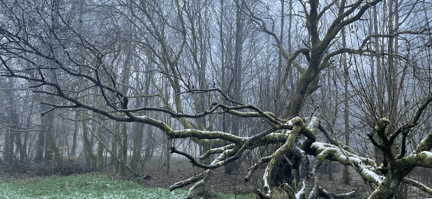 Summerseat Village Collective Wins Bid to Develop The&nbsp;Island