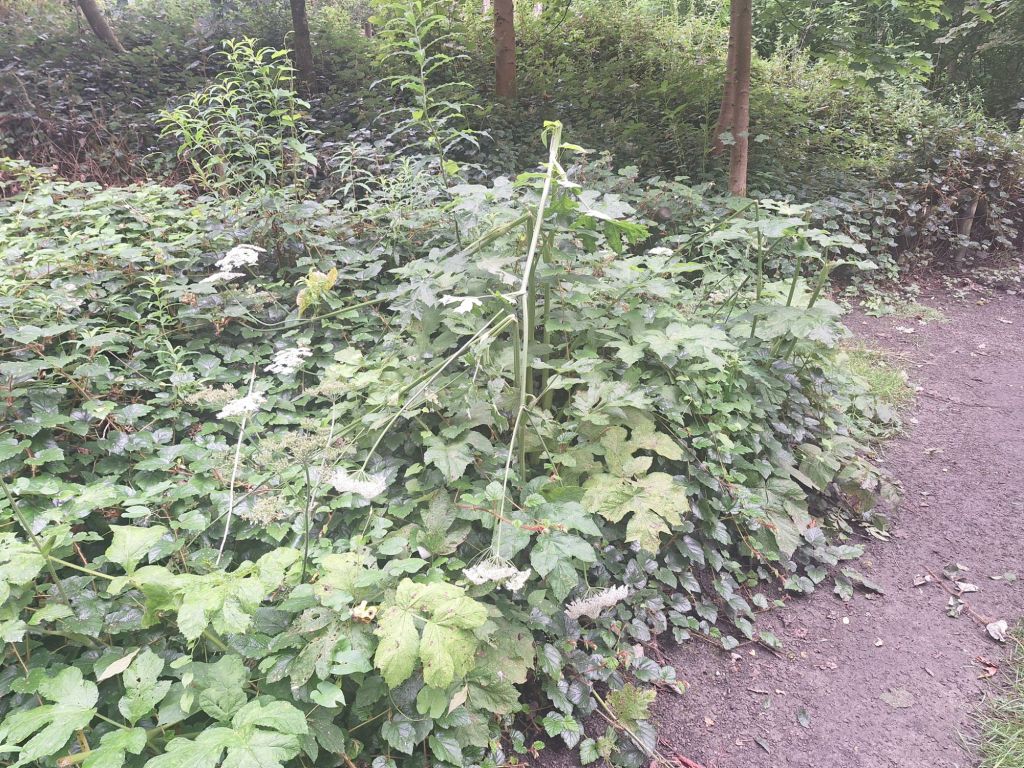 wp-17257318969152491909108851178907