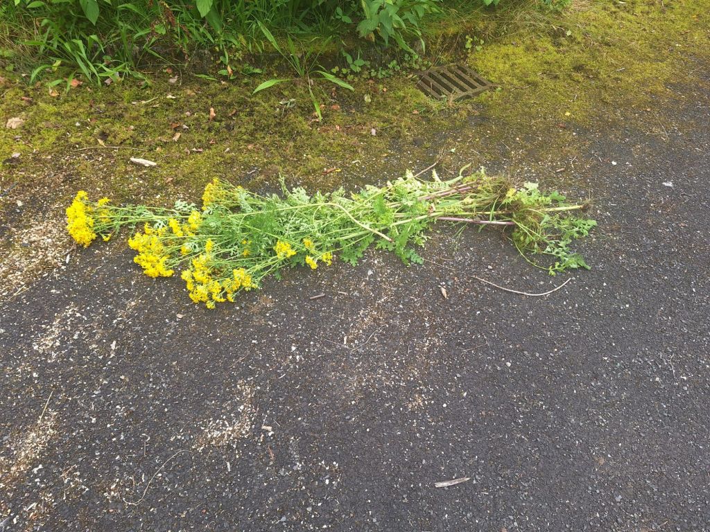 wp-17257318971763542533812788494004