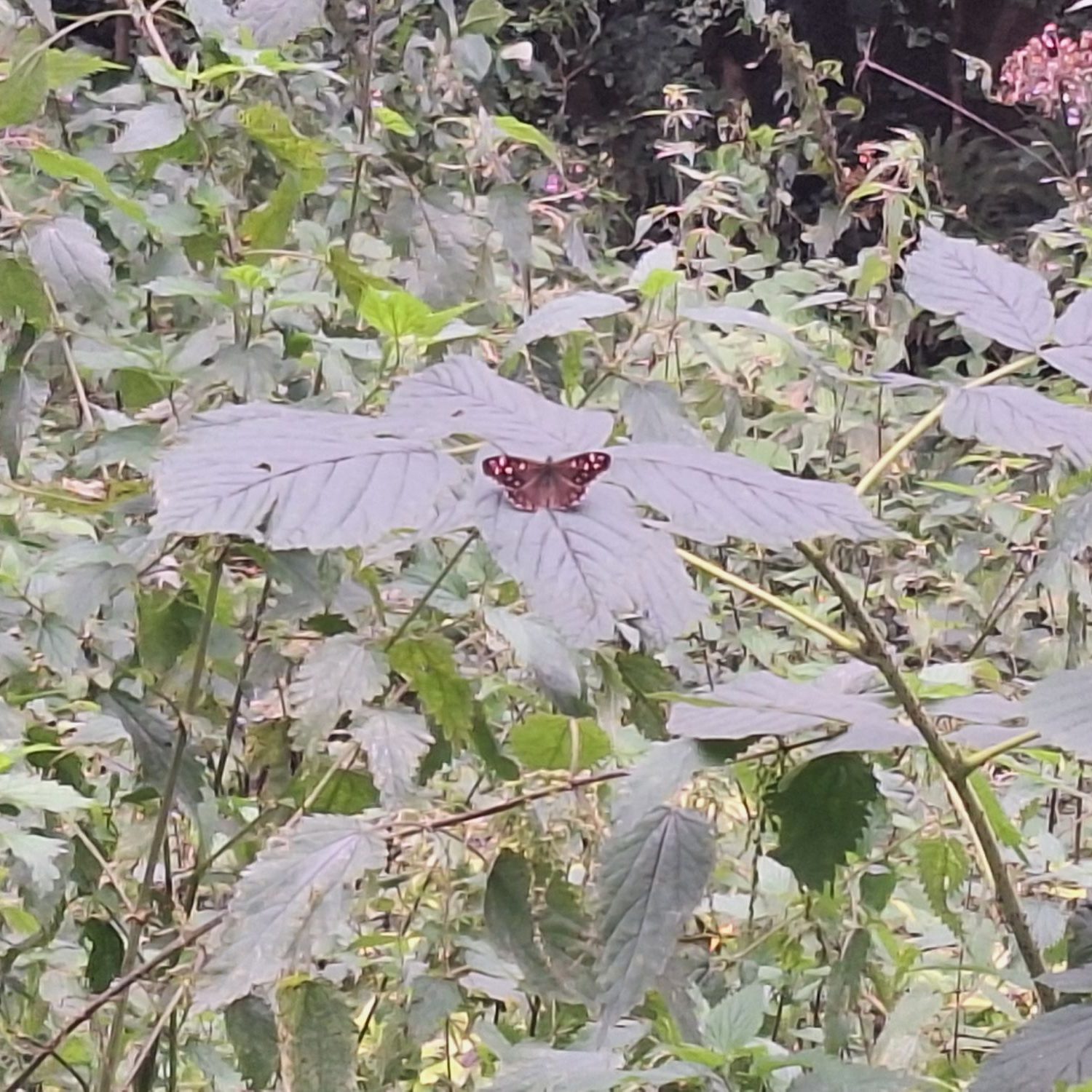 wp-17360896925704734371342003024040